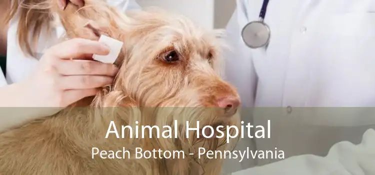 Animal Hospital Peach Bottom - Pennsylvania