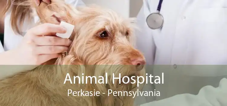 Animal Hospital Perkasie - Pennsylvania