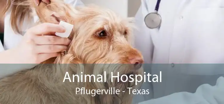 Animal Hospital Pflugerville - Texas