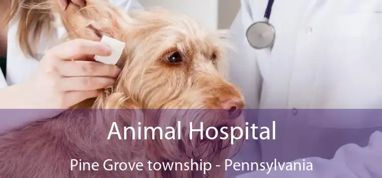 Animal Hospital Pine Grove township - Pennsylvania