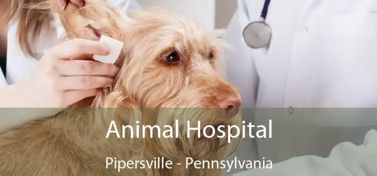 Animal Hospital Pipersville - Pennsylvania