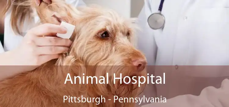 Animal Hospital Pittsburgh - Pennsylvania