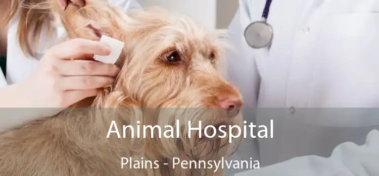 Animal Hospital Plains - Pennsylvania