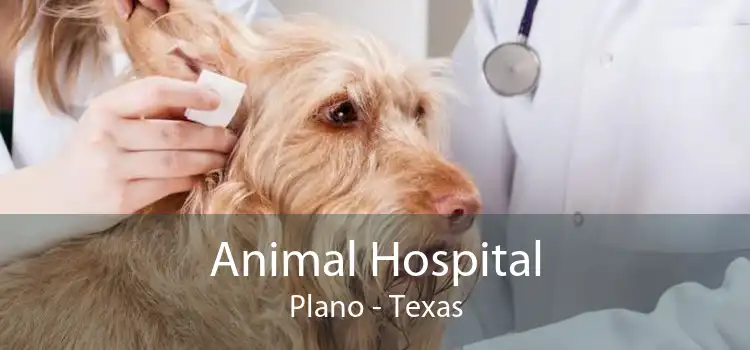 Animal Hospital Plano - Texas