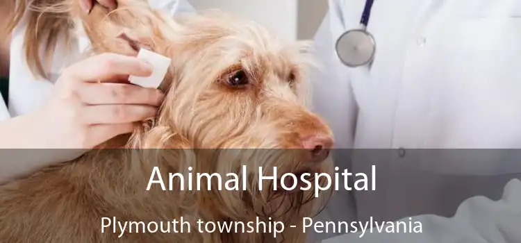 Animal Hospital Plymouth township - Pennsylvania