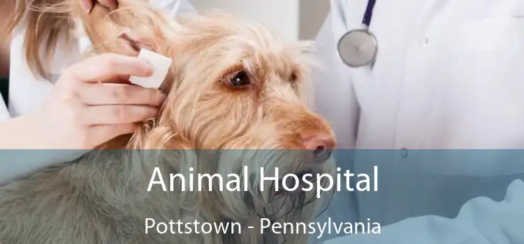 Animal Hospital Pottstown - Pennsylvania