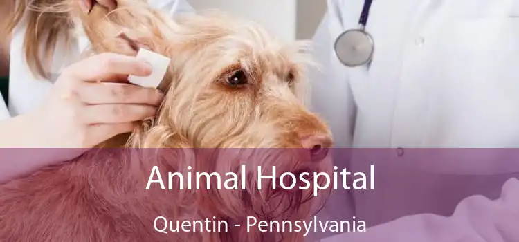 Animal Hospital Quentin - Pennsylvania