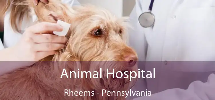 Animal Hospital Rheems - Pennsylvania