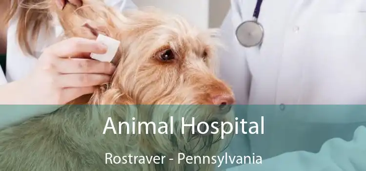 Animal Hospital Rostraver - Pennsylvania