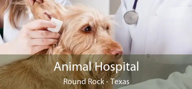 Animal Hospital Round Rock - Texas