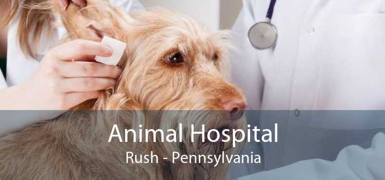 Animal Hospital Rush - Pennsylvania