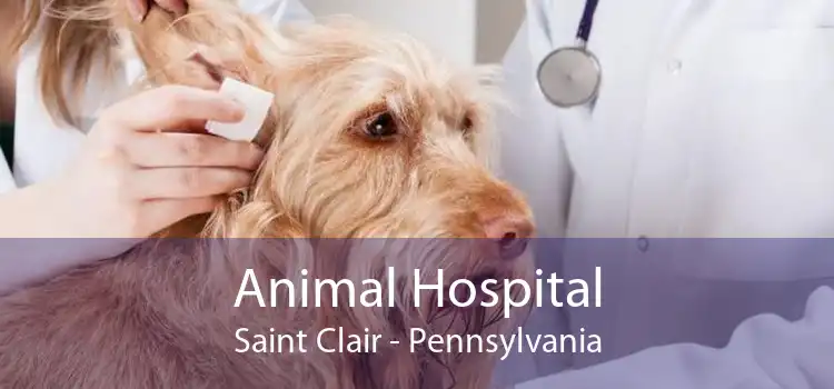 Animal Hospital Saint Clair - Pennsylvania