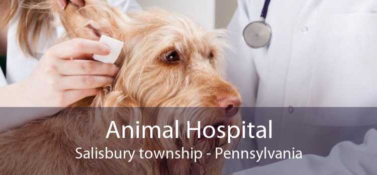 Animal Hospital Salisbury township - Pennsylvania