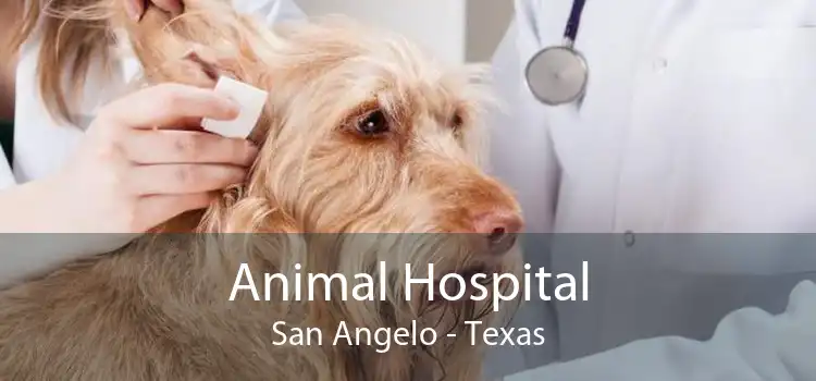 Animal Hospital San Angelo - Texas