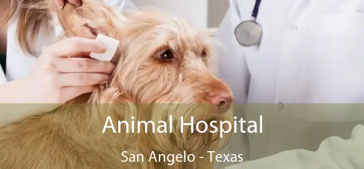 Animal Hospital San Angelo - Texas