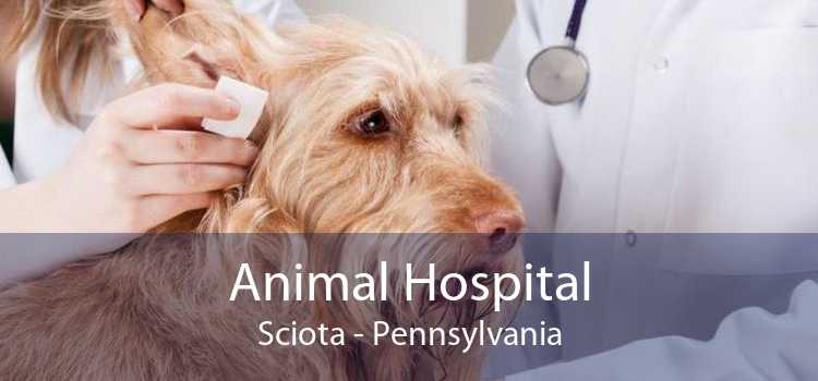 Animal Hospital Sciota - Pennsylvania