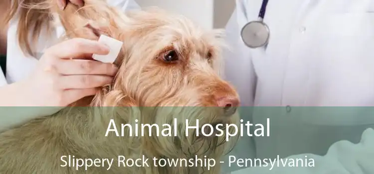 Animal Hospital Slippery Rock township - Pennsylvania