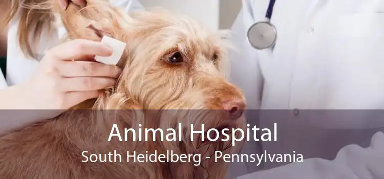 Animal Hospital South Heidelberg - Pennsylvania