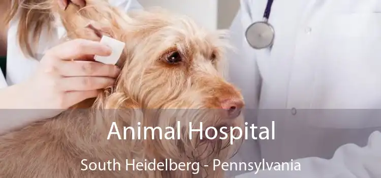 Animal Hospital South Heidelberg - Pennsylvania