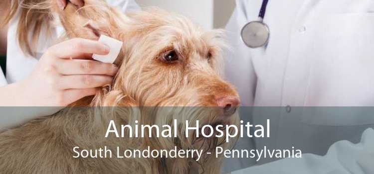 Animal Hospital South Londonderry - Pennsylvania