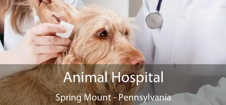 Animal Hospital Spring Mount - Pennsylvania