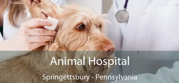 Animal Hospital Springettsbury - Pennsylvania