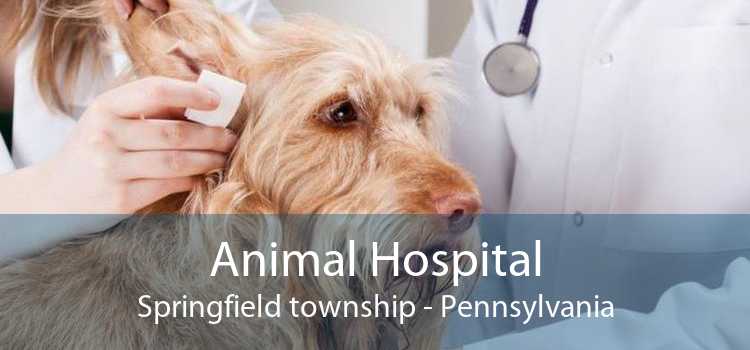 Animal Hospital Springfield township - Pennsylvania
