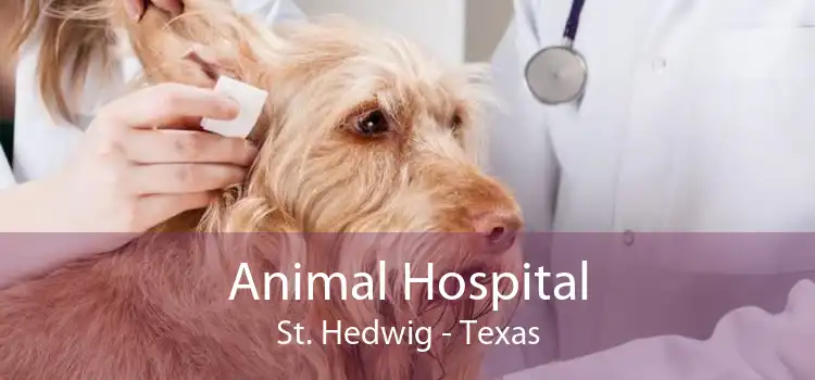Animal Hospital St. Hedwig - Texas
