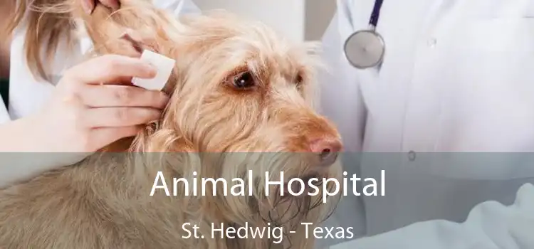 Animal Hospital St. Hedwig - Texas