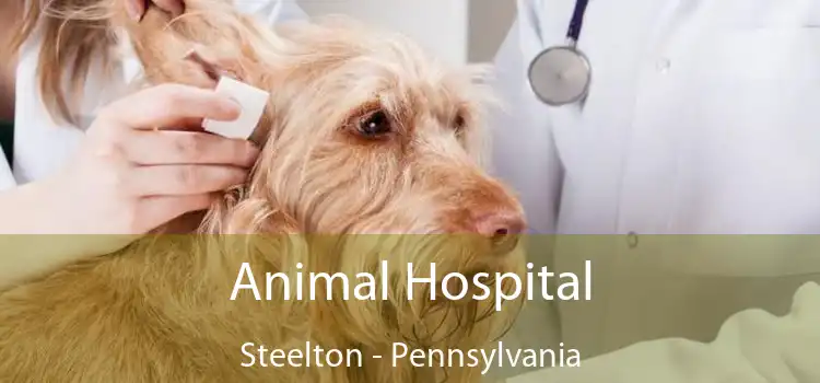 Animal Hospital Steelton - Pennsylvania