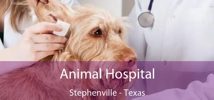 Animal Hospital Stephenville - Texas