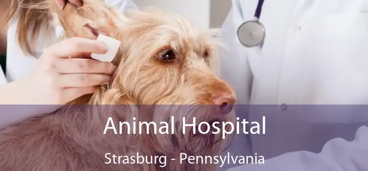 Animal Hospital Strasburg - Pennsylvania