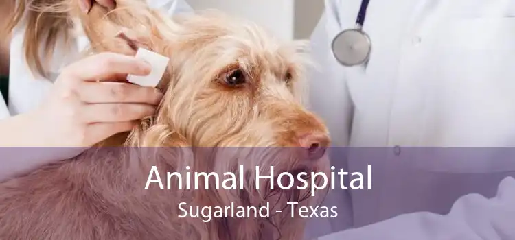 Animal Hospital Sugarland - Texas