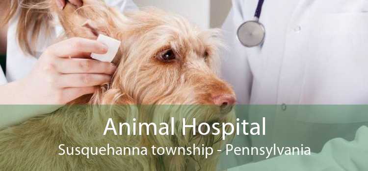 Animal Hospital Susquehanna township - Pennsylvania