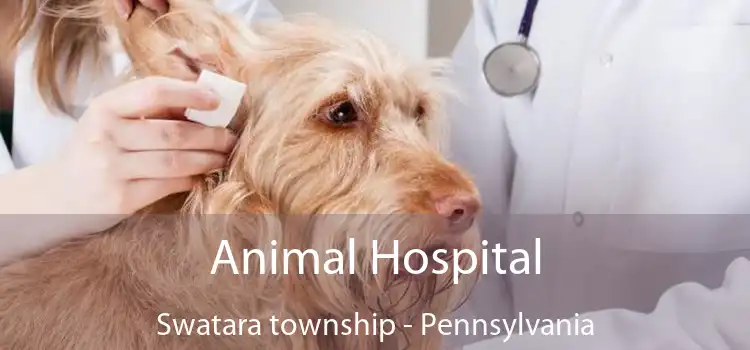 Animal Hospital Swatara township - Pennsylvania