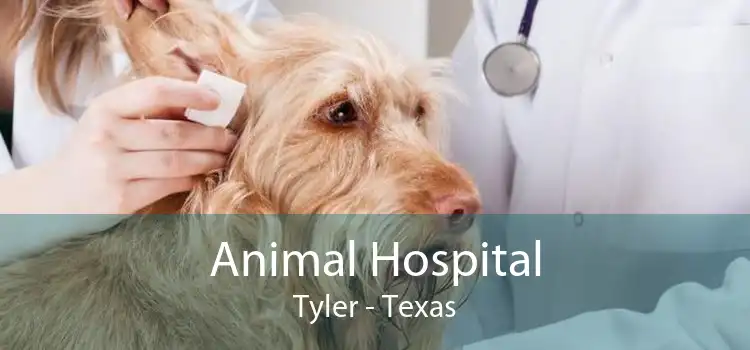 Animal Hospital Tyler - Texas