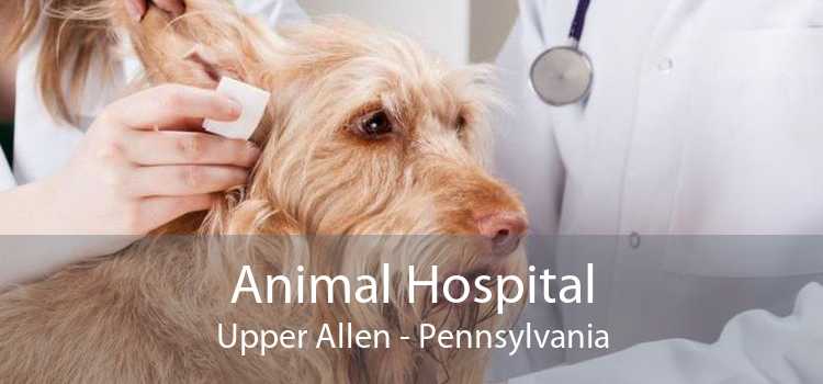 Animal Hospital Upper Allen - Pennsylvania