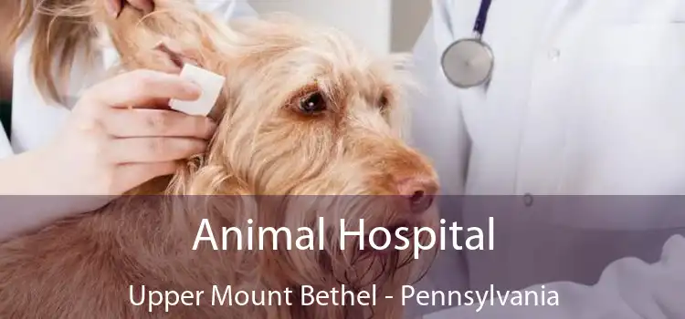 Animal Hospital Upper Mount Bethel - Pennsylvania