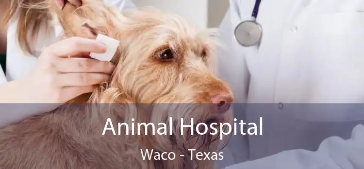 Animal Hospital Waco - Texas