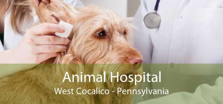 Animal Hospital West Cocalico - Pennsylvania