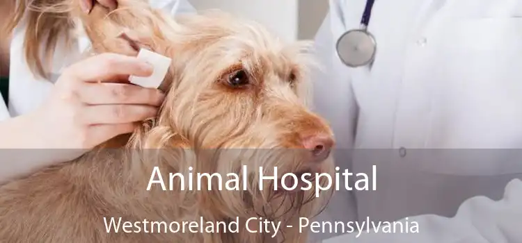 Animal Hospital Westmoreland City - Pennsylvania