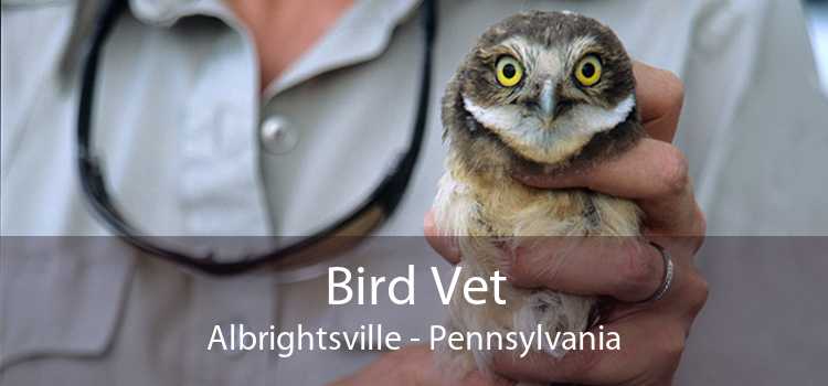 Bird Vet Albrightsville - Pennsylvania