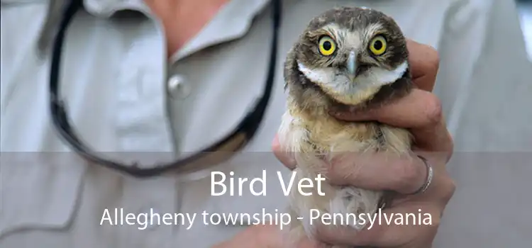 Bird Vet Allegheny township - Pennsylvania