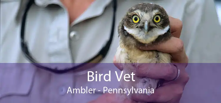 Bird Vet Ambler - Pennsylvania