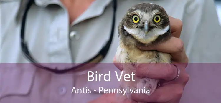 Bird Vet Antis - Pennsylvania