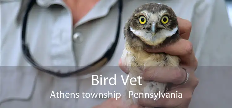 Bird Vet Athens township - Pennsylvania