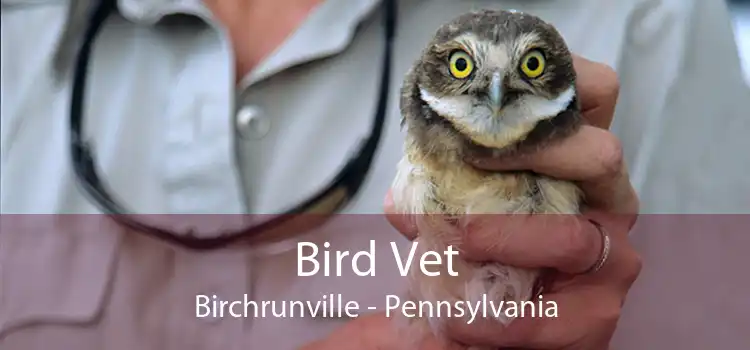 Bird Vet Birchrunville - Pennsylvania