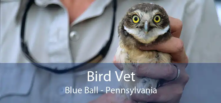 Bird Vet Blue Ball - Pennsylvania