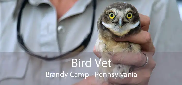 Bird Vet Brandy Camp - Pennsylvania