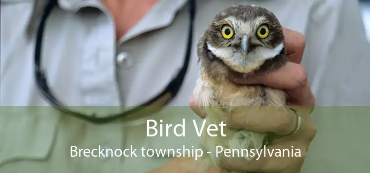 Bird Vet Brecknock township - Pennsylvania